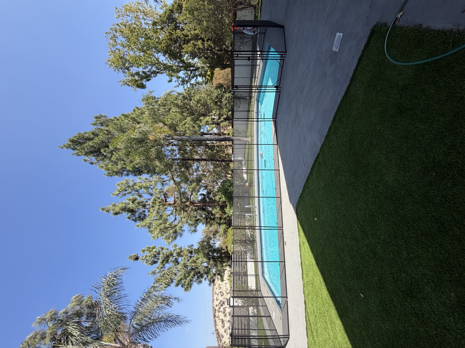 Sparkling backyard pool framed by palm and pine trees under a clear blue sky